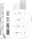 Fig. 182 - Methods for isolating microvesicles and extracting nucleic acids from biological samples