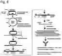 Fig. 07 - Methods of utilizing recombination for the identification of binding moieties