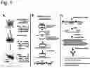 Fig. 08 - Methods of utilizing recombination for the identification of binding moieties