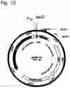 Fig. 11 - Methods of utilizing recombination for the identification of binding moieties