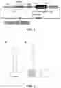 Fig. 02 - Stem loop RNA mediated transport of mitochondria genome editing molecules (endonucleases) into the mitochondria