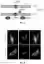 Fig. 03 - Stem loop RNA mediated transport of mitochondria genome editing molecules (endonucleases) into the mitochondria