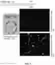 Fig. 05 - Stem loop RNA mediated transport of mitochondria genome editing molecules (endonucleases) into the mitochondria