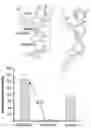 Fig. 01 - Regulation of gene expression via aptamer-mediated control of self-cleaving ribozymes