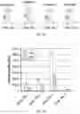 Fig. 09 - Regulation of gene expression via aptamer-mediated control of self-cleaving ribozymes