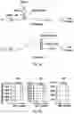 Fig. 11 - Regulation of gene expression via aptamer-mediated control of self-cleaving ribozymes
