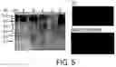Fig. 06 - RAAV-based compositions and methods for treating amyotrophic lateral sclerosis