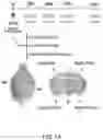 Fig. 08 - Methods for treating Alzheimer's disease