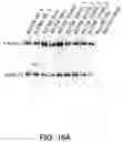 Fig. 23 - Methods for treating Alzheimer's disease