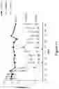 Fig. 14 - COMPLEMENT COMPONENT C5 IRNA COMPOSITIONS AND METHODS OF USE THEREOF