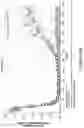 Fig. 41 - COMPLEMENT COMPONENT C5 IRNA COMPOSITIONS AND METHODS OF USE THEREOF