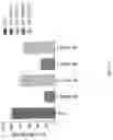 Fig. 04 - Complement component C5 iRNA compositions and methods of use thereof