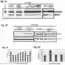 Fig. 02 - Compositions and methods for modulation of IKBKAP splicing