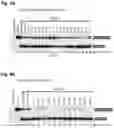 Fig. 06 - Compositions and methods for modulation of IKBKAP splicing