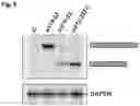 Fig. 08 - Compositions and methods for modulation of IKBKAP splicing