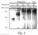 Fig. 06 - Methods and compositions for controlling efficacy of RNA silencing