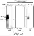 Fig. 07 - Methods and compositions for controlling efficacy of RNA silencing