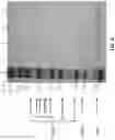 Fig. 14 - Oligonucleotide Probes and Uses Thereof