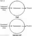 Fig. 03 - GENETICALLY MODIFIED CELL LINES FOR METABOLIC STUDIES