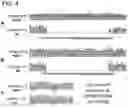 Fig. 05 - GENETICALLY MODIFIED CELL LINES FOR METABOLIC STUDIES