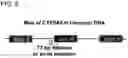 Fig. 06 - GENETICALLY MODIFIED CELL LINES FOR METABOLIC STUDIES