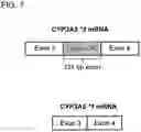 Fig. 08 - GENETICALLY MODIFIED CELL LINES FOR METABOLIC STUDIES