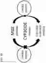 Fig. 17 - GENETICALLY MODIFIED CELL LINES FOR METABOLIC STUDIES