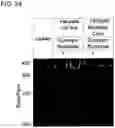 Fig. 25 - GENETICALLY MODIFIED CELL LINES FOR METABOLIC STUDIES
