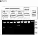 Fig. 28 - GENETICALLY MODIFIED CELL LINES FOR METABOLIC STUDIES