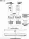 Fig. 29 - GENETICALLY MODIFIED CELL LINES FOR METABOLIC STUDIES