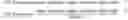 Fig. 02 - Gold optimized CAR T-cells
