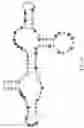 Fig. 10 - Gold optimized CAR T-cells
