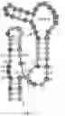 Fig. 16 - Gold optimized CAR T-cells