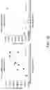 Fig. 13 - POLYNUCLEOTIDE SECONDARY STRUCTURE