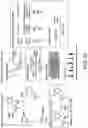 Fig. 25 - POLYNUCLEOTIDE SECONDARY STRUCTURE