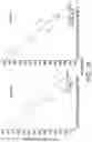 Fig. 34 - POLYNUCLEOTIDE SECONDARY STRUCTURE