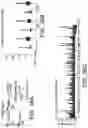 Fig. 41 - POLYNUCLEOTIDE SECONDARY STRUCTURE