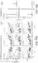 Fig. 45 - POLYNUCLEOTIDE SECONDARY STRUCTURE