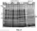 Fig. 05 - Protein expression method