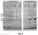 Fig. 07 - Protein expression method