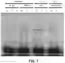 Fig. 08 - Protein expression method