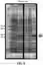 Fig. 09 - Protein expression method