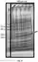 Fig. 10 - Protein expression method