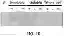 Fig. 11 - Protein expression method