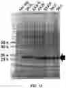 Fig. 13 - Protein expression method