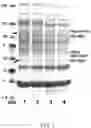 Fig. 04 - Methods for inducible expression of polypeptides
