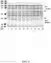 Fig. 06 - Methods for inducible expression of polypeptides