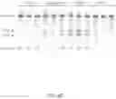 Fig. 10 - CRISPR-CAS COMPONENT SYSTEMS, METHODS AND COMPOSITIONS FOR SEQUENCE MANIPULATION