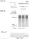 Fig. 12 - CRISPR-CAS COMPONENT SYSTEMS, METHODS AND COMPOSITIONS FOR SEQUENCE MANIPULATION