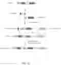 Fig. 43 - CRISPR-CAS COMPONENT SYSTEMS, METHODS AND COMPOSITIONS FOR SEQUENCE MANIPULATION